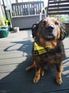 Luxury Yellow Tartan Neckerchief