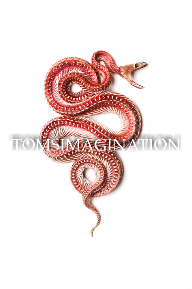 Image of Skinned Ball Python Photograph