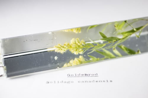 Image of Goldenrod (Solidago canadensis) - Suncatcher Prism