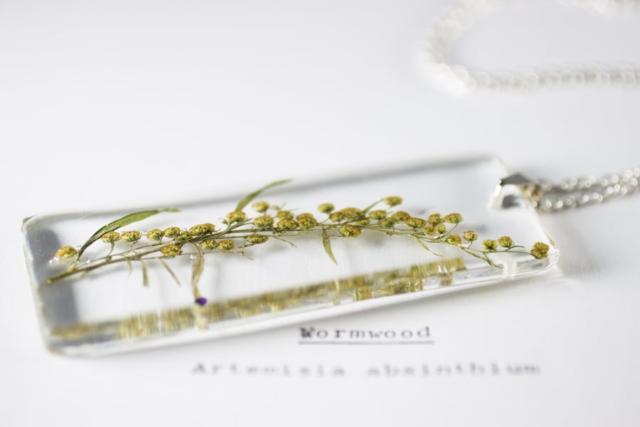 Image of Wormwood (Artemisia absinthium) - Long #1