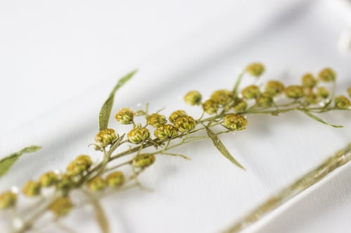 Image of Wormwood (Artemisia absinthium) - Long #1