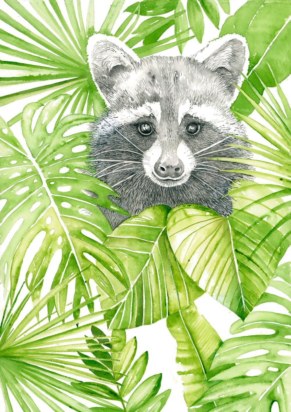 Image of Rocky Racoon - FREE shipping within Australia