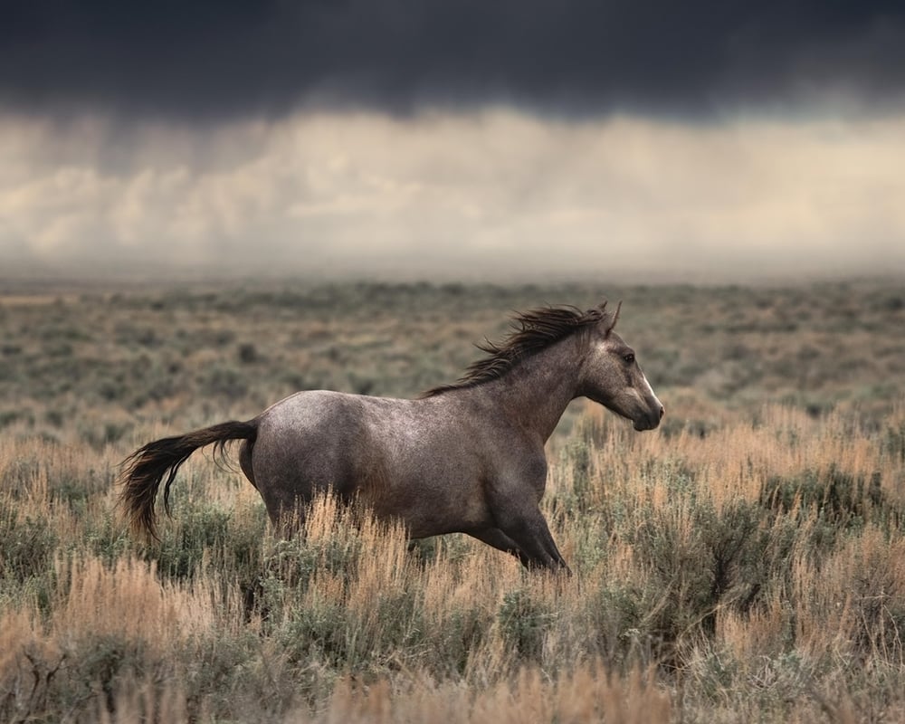 Image of Desert Sage