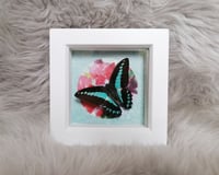 Milon's swallow tail 3