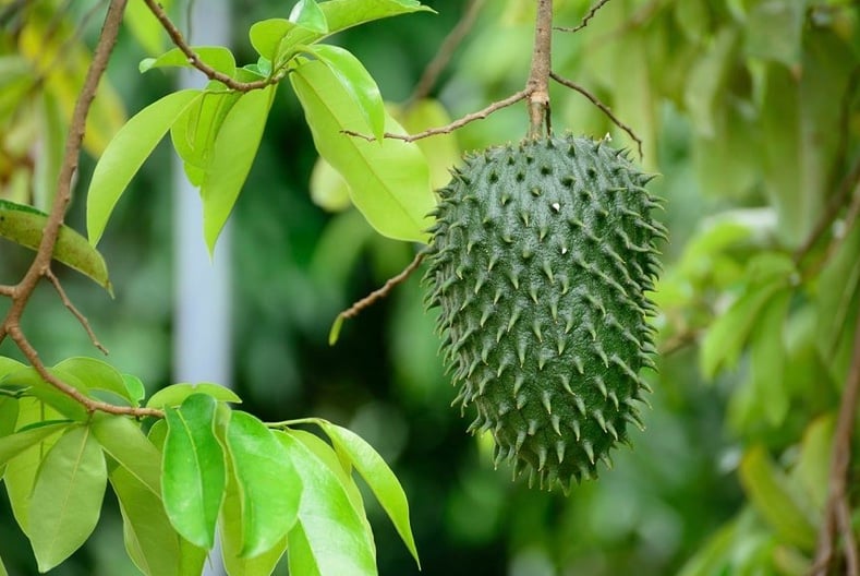 Image of Organic Soursop Graviola Leaves