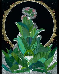 Flowering Tobacco for August