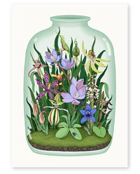 Image 1 of 'Western Australia Orchids' Limited Edition Art Print