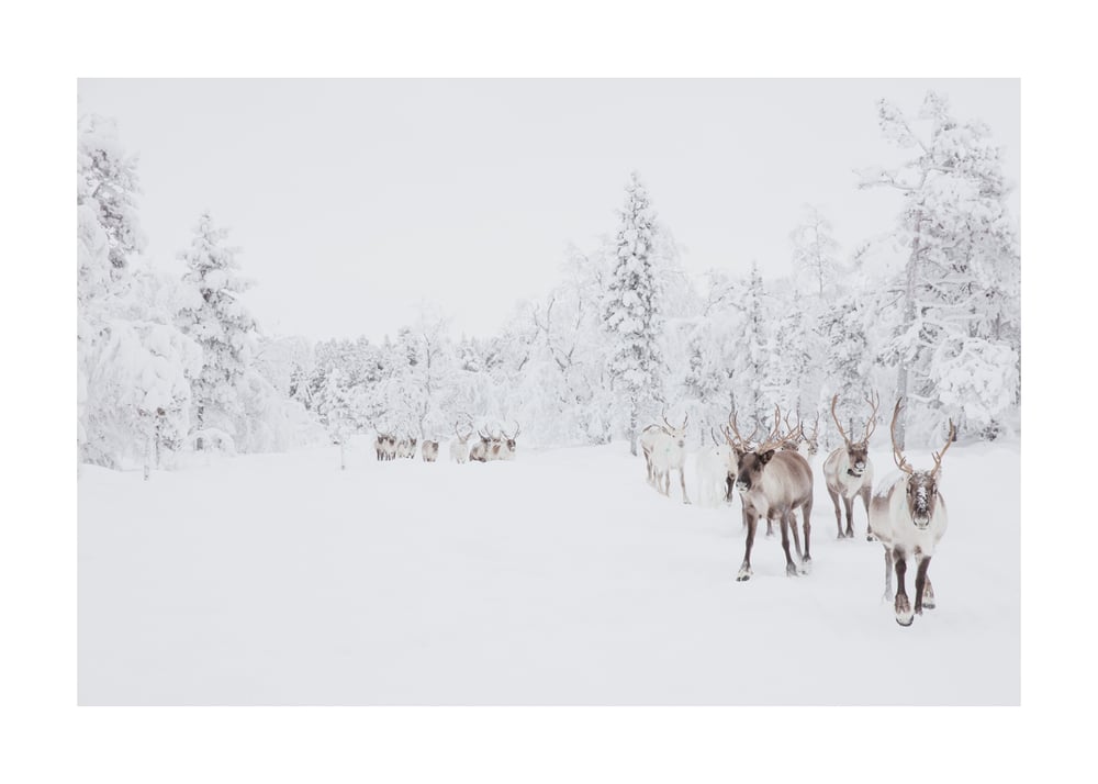 Image of Reindeer, Arctic Circle