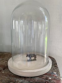 Image 1 of Glass Dome  on Whitewashed Wood Base