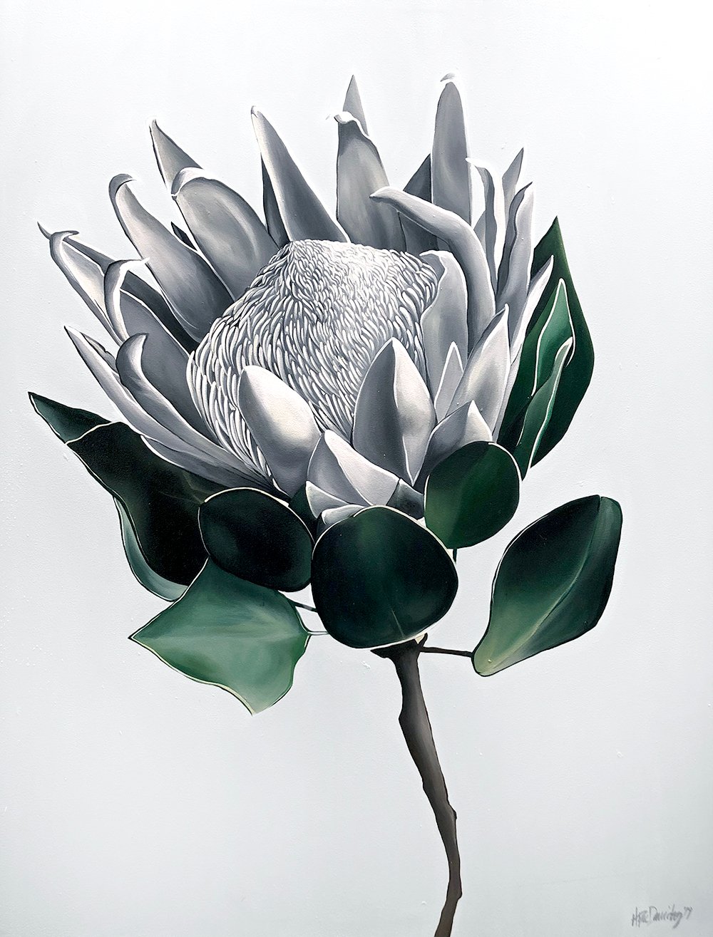 Image of Protea