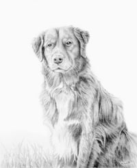 Image 1 of Custom Pet Portrait Pencil Drawing