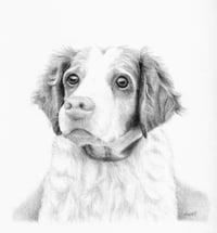 Image 2 of Custom Pet Portrait Pencil Drawing