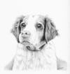 Custom Pet Portrait Pencil Drawing