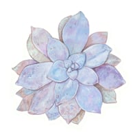Image 1 of Beautiful Graptopetalum Superbum Succulent Giclee Print 