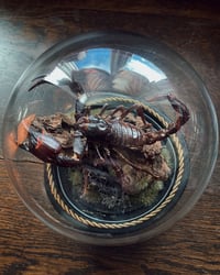 Image 2 of Emperor Scorpion Dome