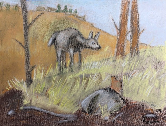 Deer At Rocky Mountain