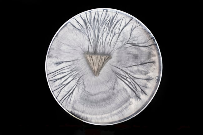 Metallic Print (Avery)