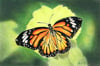 Monarch Butterfly Greeting Card