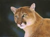 Cougar Greeting Card