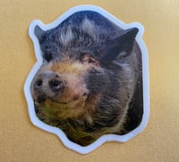 Piston pig sticker