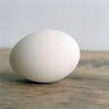 Egg No 5