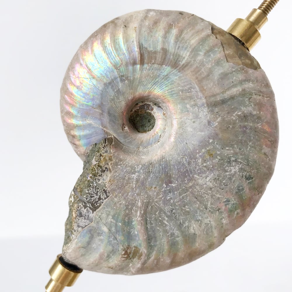 Image of Iridescent Rainbow Ammonite No.66 + Brass Arc Stand