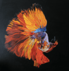 Koi-Betta 