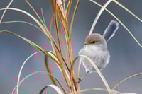Superb Fairywren