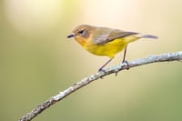Yellow Thornbill