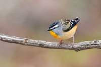 Spotted Pardalote
