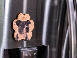 Image of Pitbull Magnet