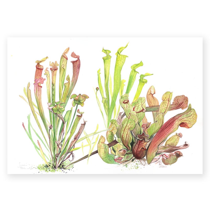 Image of Original Painting - "Plantes carnivores Sarracenia" - 36x51 cm