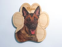 Image 1 of Belgian Malinois Magnet