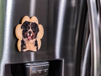 Image 2 of Bernese Mountain Dog Magnet