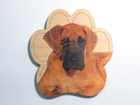 Image 1 of Fawn Great Dane Magnet