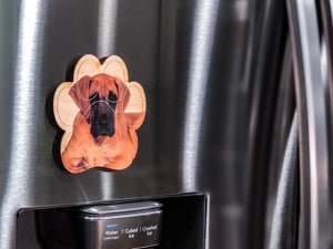 Image of Fawn Great Dane Magnet