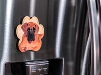 Image 2 of Fawn Great Dane Magnet