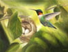 Hummingbird With Nest Greeting Card