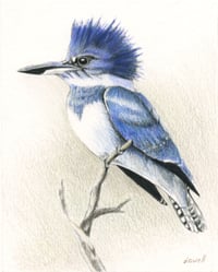 Kingfisher Greeting Card