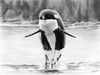 Orca Whale Greeting Card