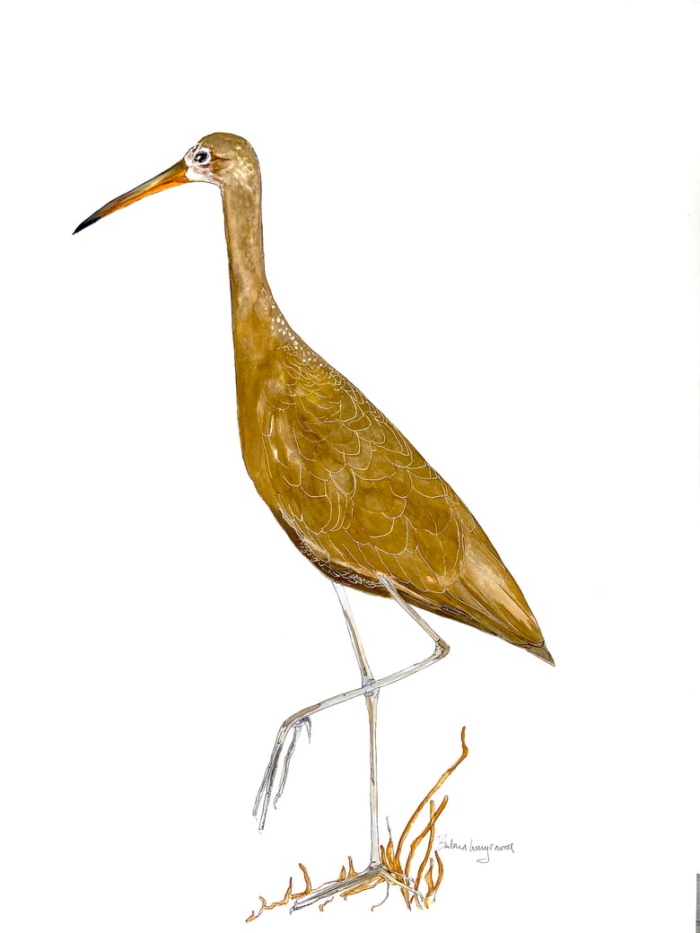 Image of East Coast Limpkin,  Nature-Inspired watercolor artwork