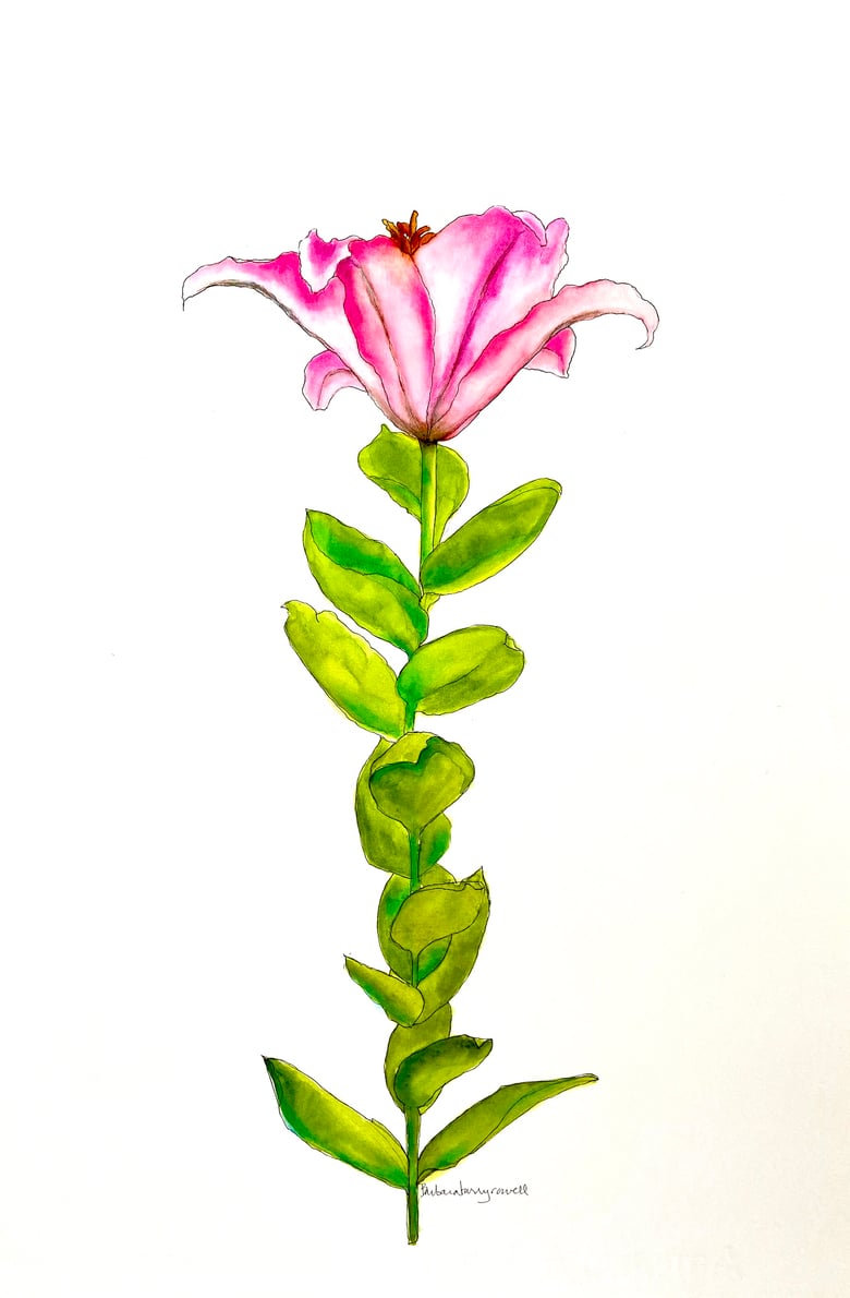 Image of Original pink lily botanical watercolor painting