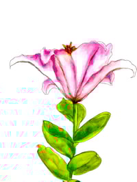 Image 2 of Original pink lily botanical watercolor painting