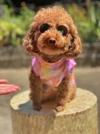 Dog Tees