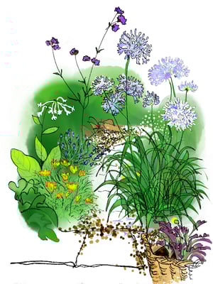 August: Agapanthus