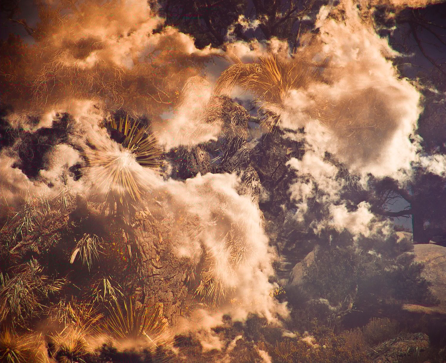 Image of Palms and Sky