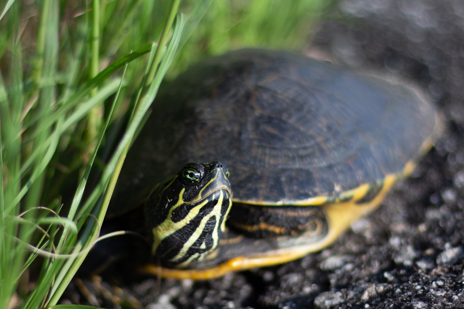 Yellow Bellied Slider - Limited Edition | Ment Nelson