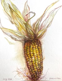 Image 2 of Sweetcorn
