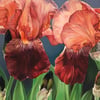 After the Storm | Irises (Holland Park)