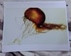 A Sea Nettle Dances